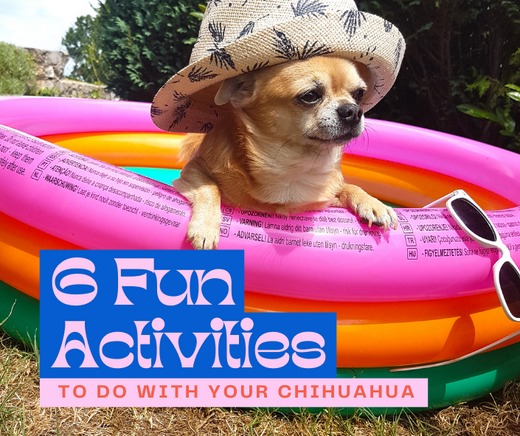 a blonde shorthaired chihuahua in an inflatable pool with the blog title "6 Fun Activities to Do with Your Chihuahua - Chihuahua Owners Guide"