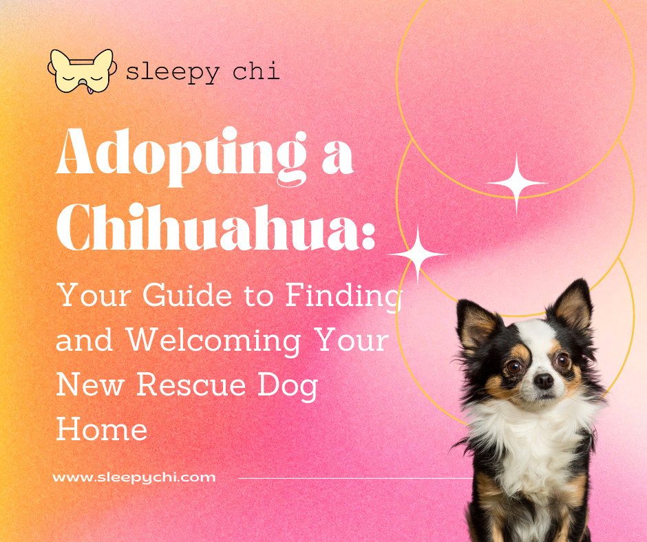 Adopting a Chihuahua Your Guide to Finding and Welcoming Your New Rescue Dog Home