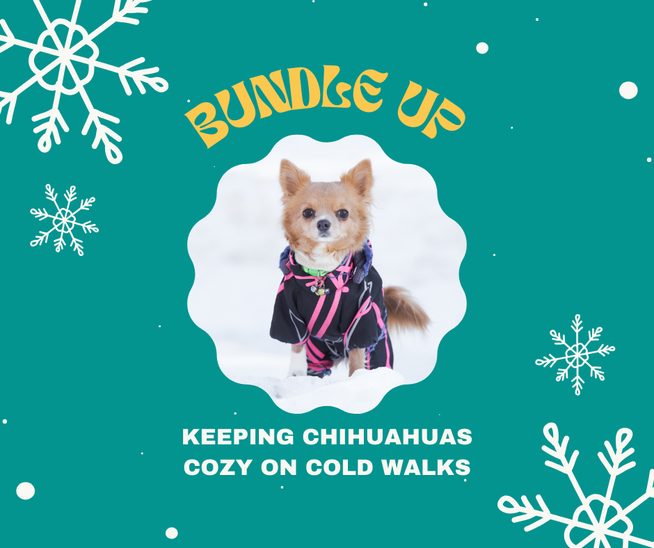 Bundle Up Your Small Dog: Keeping Chihuahuas Cozy on Cold Walks