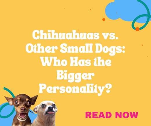 A yellow graphic with blue clouds and two chihuahuas with the blog title "Chihuahuas vs. Other Small Dogs: Who Has the Bigger Personality?"