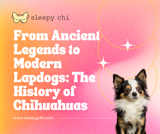 an orange and pink ombre blog title graphic with a long haired chihuahua reading "from ancient legends to modern lapdogs: the history of chihuahuas"