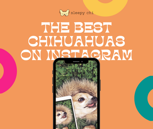 An orange graphic with yellow pink and green circles with a chihuahua taking a selfie and the blog title "Here are the Best Chihuahuas on Instagram"