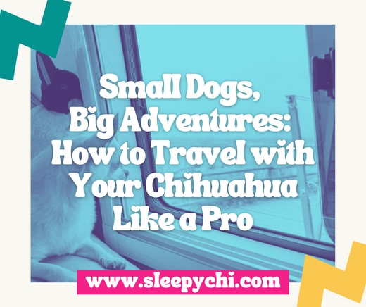A blue and white graphic with the blog title "Small Dogs, Big Adventures: How to Travel with Your Chihuahua Like a Pro"