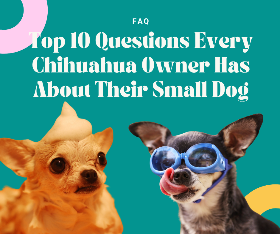 Top 10 Questions Every Chihuahua Owner Has About Their Small Dog with a dog with goggles and a dog in a bath