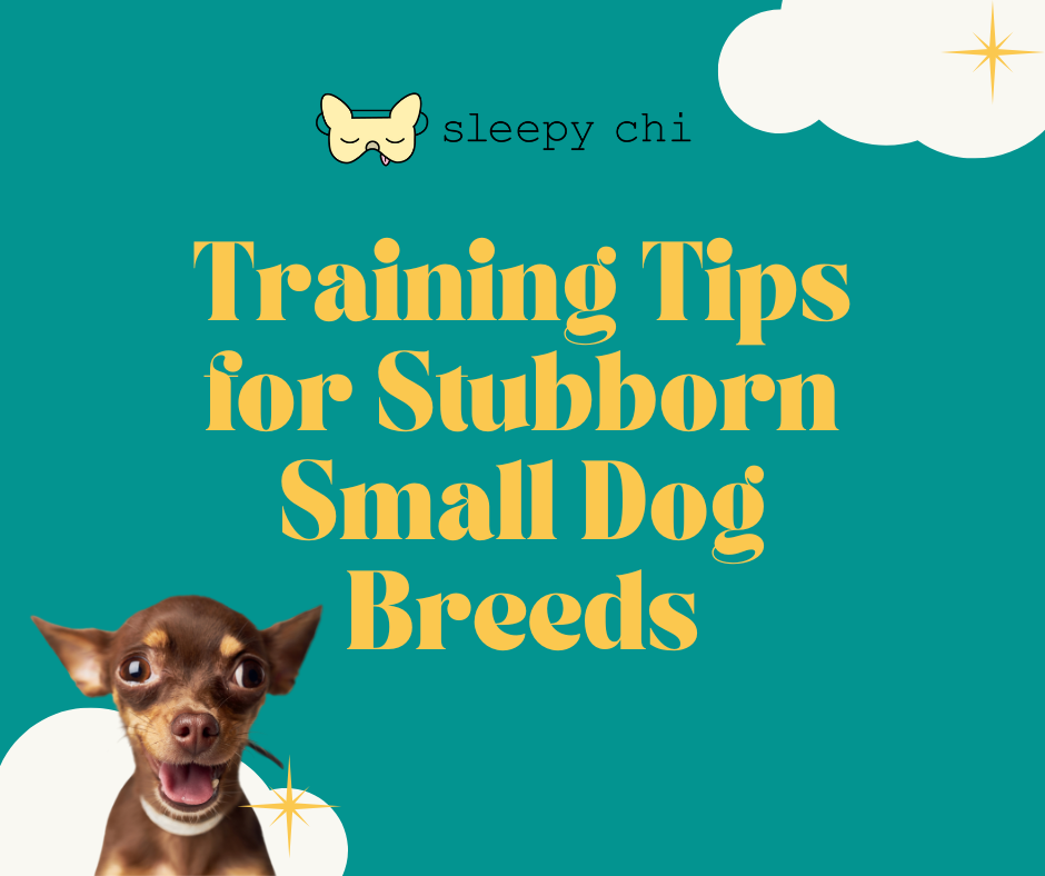Training Tips for Stubborn Small Dog Breeds: Turn Your Tiny Rebel Into a Rockstar Pup