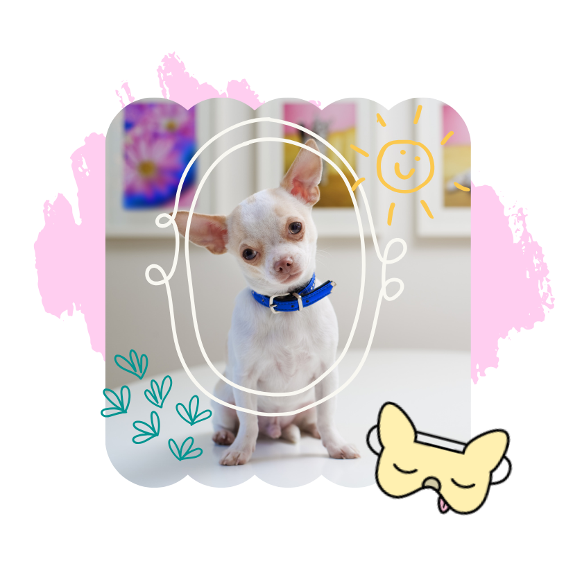 a white chihuahua with a blue collar with a doodled white frame around their face and sun and plant doodles with the sleepy chi logo
