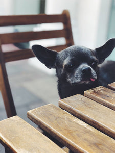 Here are the Best Chihuahuas on Instagram. Follow Them.